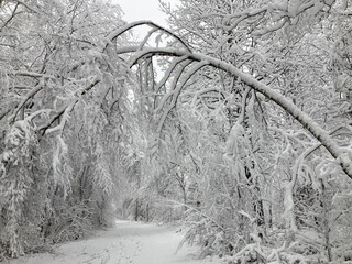 Fototapeta Tief verschneiter Wald im Winter obraz