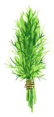 Watercolor background with dill: dill leaves and seeds. Herbs and spices