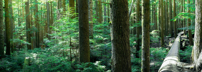 Beautiful BC rainforest during summer season. Many trees trunks with lush foliage and sun rays.  The long tree trunk on the right is a biking trail in North Vancouver, Canada. Selective focus.