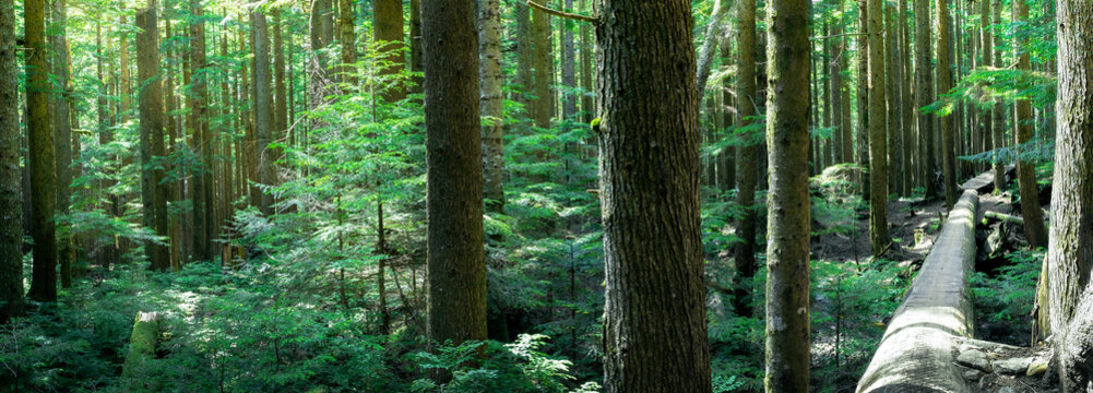 Beautiful BC rainforest during summer season. Many trees trunks with lush foliage and sun rays.  The long tree trunk on the right is a biking trail in North Vancouver, Canada. Selective focus.