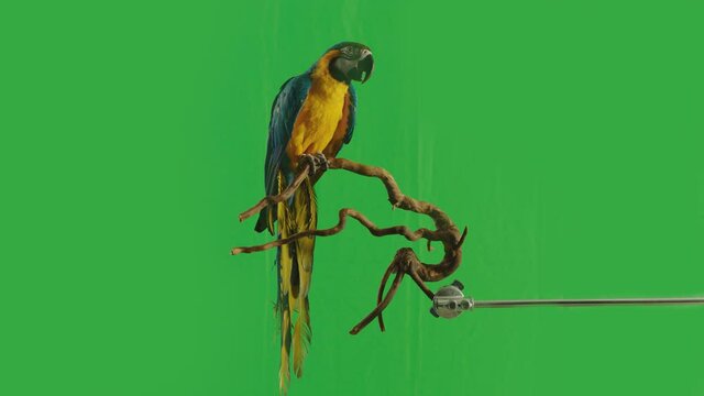 Blue and Yellow parrot macaw ( Ara Ararauna ) flying or standing on branch on green screen background . Shot on ARRI Alexa cinema camera in Slow Motion .	