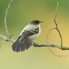 The Torrent Tyrannulet