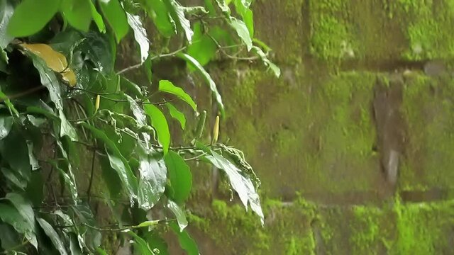 A group of Javanese chili plants or piper retrofractum with green young fruit, drenched in rain, nature theme