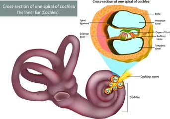 Foto op Plexiglas The Inner Ear (Cochlea). Cross-section of one spiral of cochlea. Organ of Corti, the sensory organ of hearing. Spiral ganglion, Osseous Spiral Lamina. Auditory Pathway © sakurra