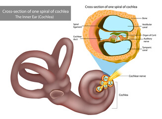 The Inner Ear Cochlea. Cross-section of one spiral of cochlea. Organ of Corti, the sensory organ of hearing. Spiral ganglion, Osseous Spiral Lamina.