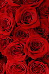 Red rose blossoms, view from above for background. Valentine's day background. Bouquet of red roses