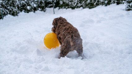 a big dog is playing with a big ball in winter in the deep snow
