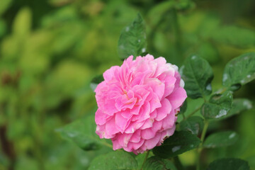 Closeup of a Gorgeous Pink Kazanlak Rose or Rosa Damascena