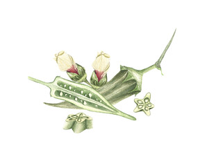 Okra plant watercolour illustration with flower and seeds isolated on white. Fresh healthy vegetable food green botanical Okra fruit.