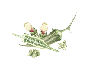 Okra plant watercolour illustration with flower and seeds isolated on white. Fresh healthy vegetable food green botanical Okra fruit. © Renata