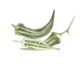 Okra plant watercolour illustration with flower and seeds isolated on white. Fresh healthy vegetable food green botanical Okra fruit. © Renata