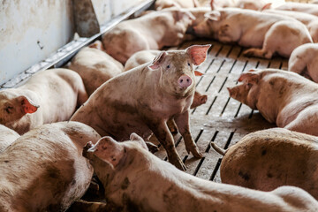 The fed pigs are lying in pen. One curiously looks at the camera and sits. Livestock and farming...