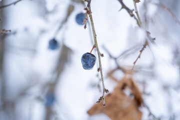 blackthorns, prunus spinosa, at the snow capped tree at a frosty winterday in december - obrazy, fototapety, plakaty