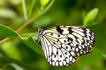Colorful butterfly resting on a leaf.