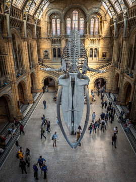 The interior architecture of the London Natural History Museum.