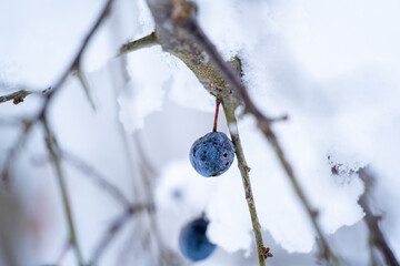 blackthorns, prunus spinosa, at the snow capped tree at a frosty winterday in december