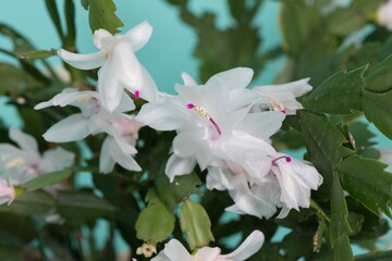 Beautiful white Christmas cactus up close on a green background. Focus is on the center of the flower. 