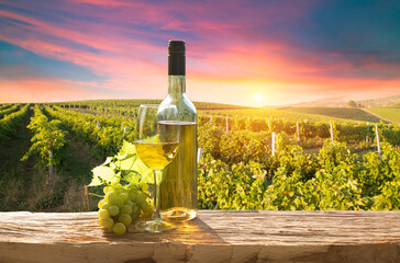 vineyard with ripe grapes in countryside at sunset