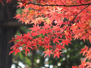 red maple leaves