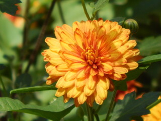 Big orange flower close up