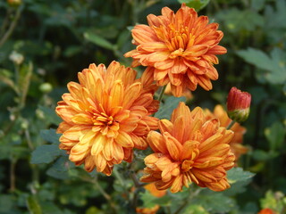 Orange chrysanthemum flowers close up