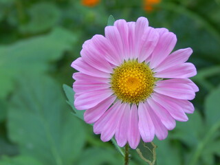 Pink aster flower close up