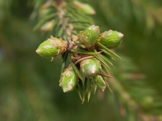 close up of cones