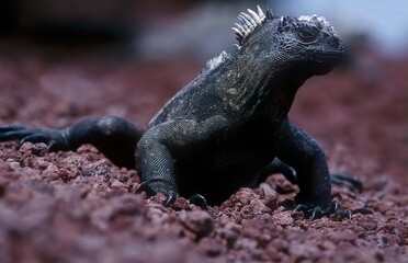 Marine iguana