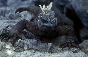 Marine iguana