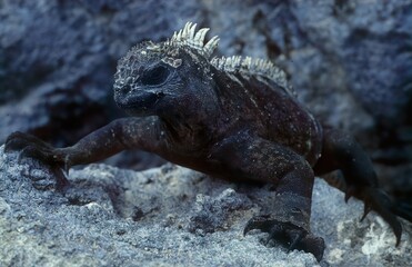 Marine iguana