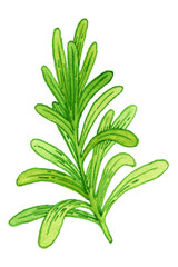 Fragrant Branch of Rosemary Perennial Herb with Evergreen Needle-like Leaves Illustration