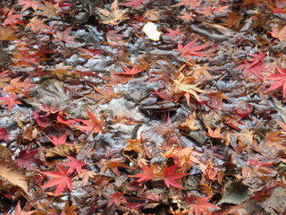 autumn leaves background