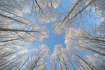 White frost on trees at cold februaury morning