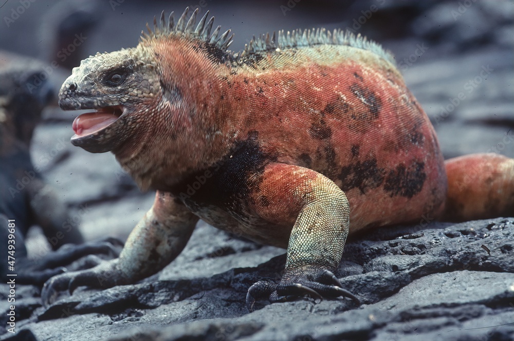 Poster Marine iguana