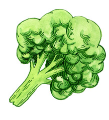 White fresh cauliflower, cabbage on white background, healthy food, vegetables icon