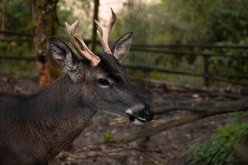 Close up of a Latin American Andean deer with horns and beautiful fur in the forest looking at the camera. National parks and wildlife sanctuaries concept.