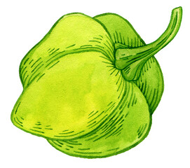 Sweet pepper watercolor. Bell Pepper green healthy organic nutrition product, whole, half cut