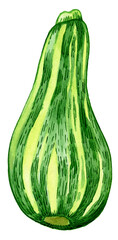 Zucchini. Hand drawn watercolor painting on white background. Illustration.