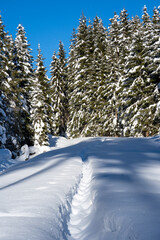 snow walking in the beautiful winter forest at a sunny december day
