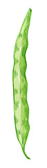 Pea pod. Hand drawn watercolor painting on white background, illustration.