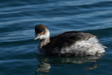 睨みつけるハジロカイツブリ