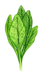 Spinach watercolor organic vegetarian food nature colorful