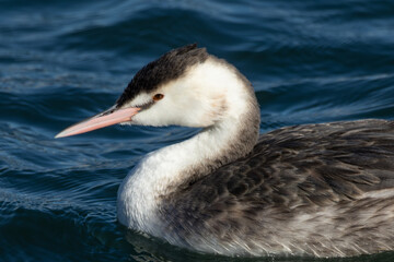 カンムリカイツブリのアップ
