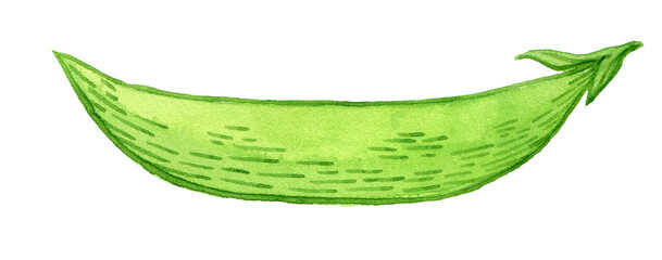 Pea pod. Hand drawn watercolor painting on white background, illustration.