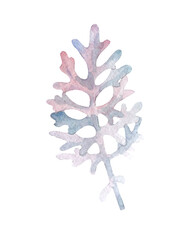 Cineraria plant leaf. Garden plant. Decorative leaves. Blue and pink. Romantic