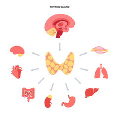 Thyroid hormones diagram