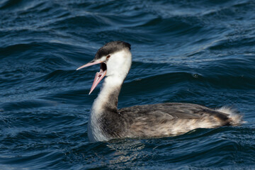 口を大きく開くカンムリカイツブリ