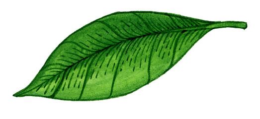 Leaves and branches of an evergreen salal, shallon, or simply gaultheria plant isolated on white background. Watercolor elegant hand drawn