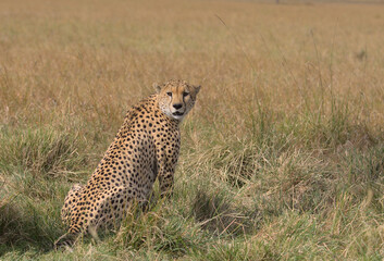 cheetah sitting alert with head turned and looking back in the wild savannah of the masai mara, kenya