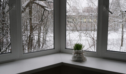 Green grass on a winter window. View of the winter landscape from the room.